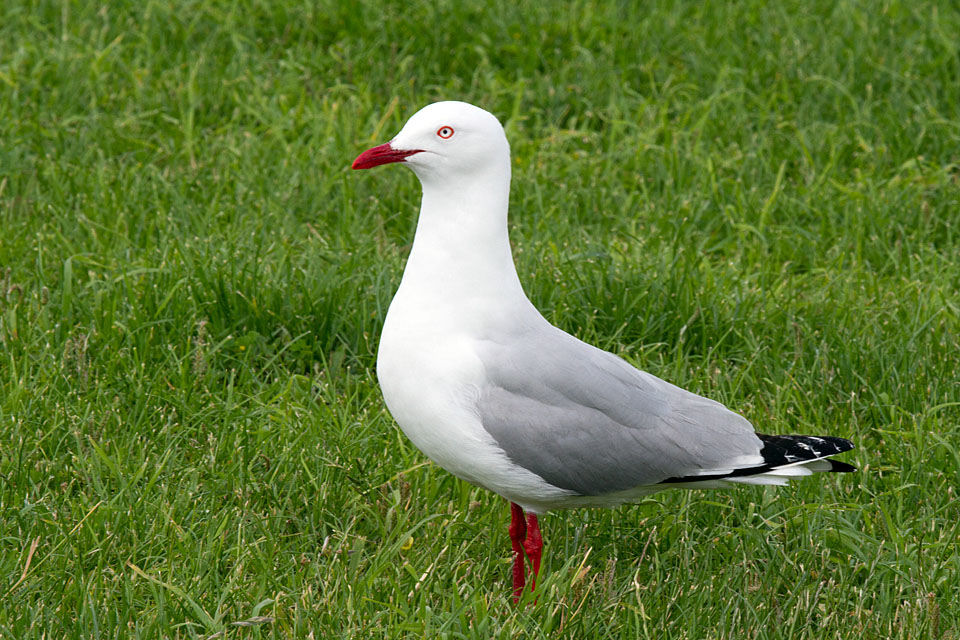 Silver Gull (Chroicocephalus novaehollandiae)